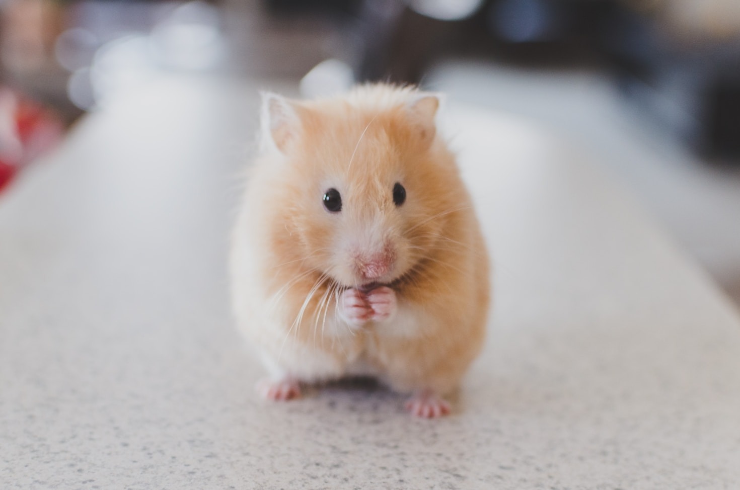 How to Cope with the Loss of a Beloved Pet
