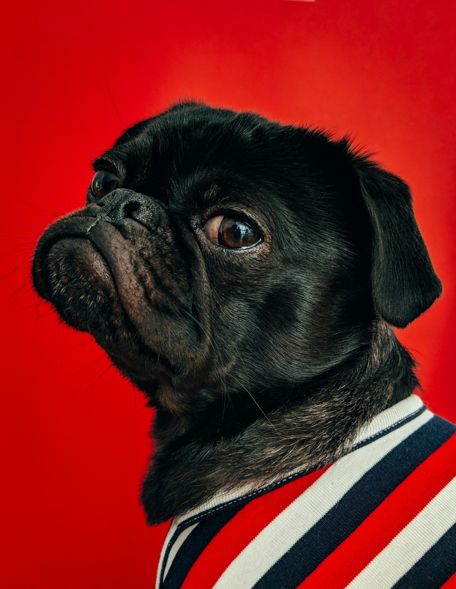 Creating a Lasting Tribute to Your Pet’s Memory