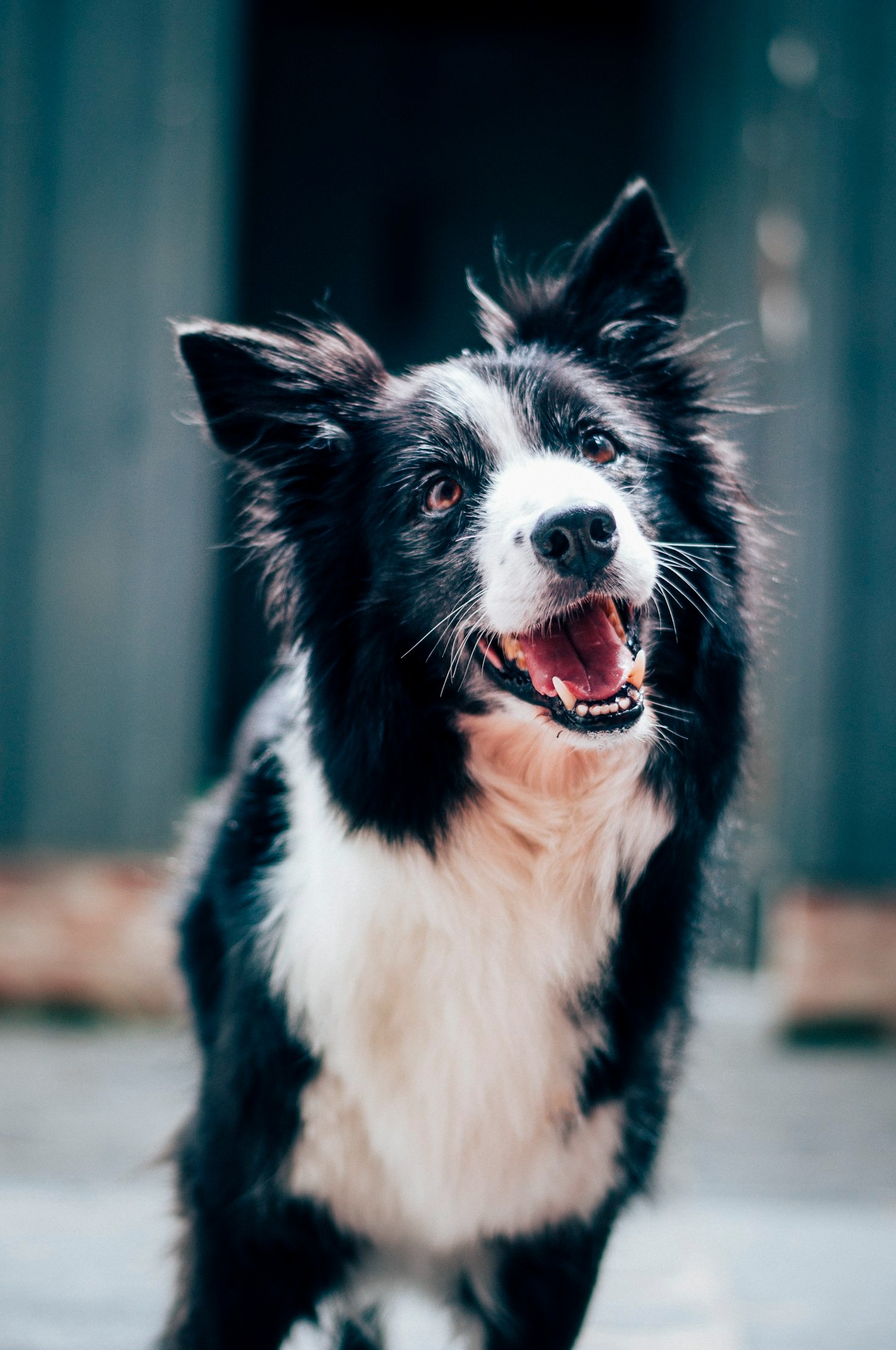 The Importance of Community in Pet Grieving