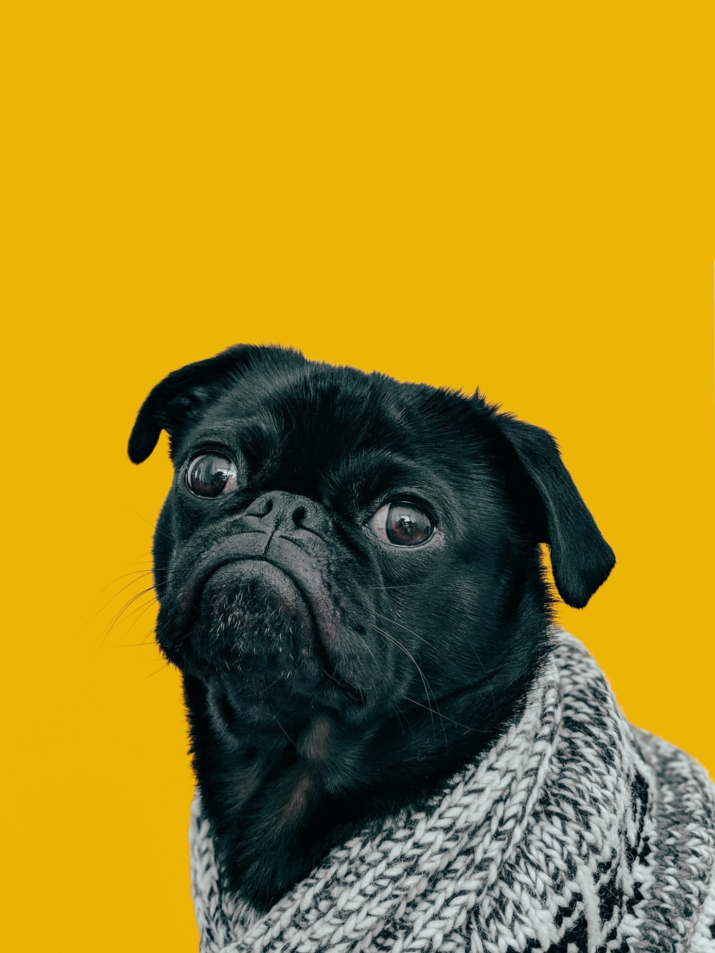 Navigating the Decision of Pet Cremation Options